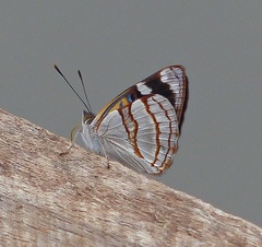 Dynamine tithia tithia
