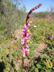 Ixia scillaris scillaris