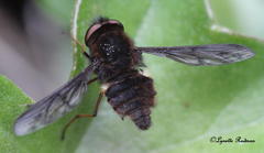 Nemestrinidae
