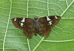 Celaenorrhinus similis