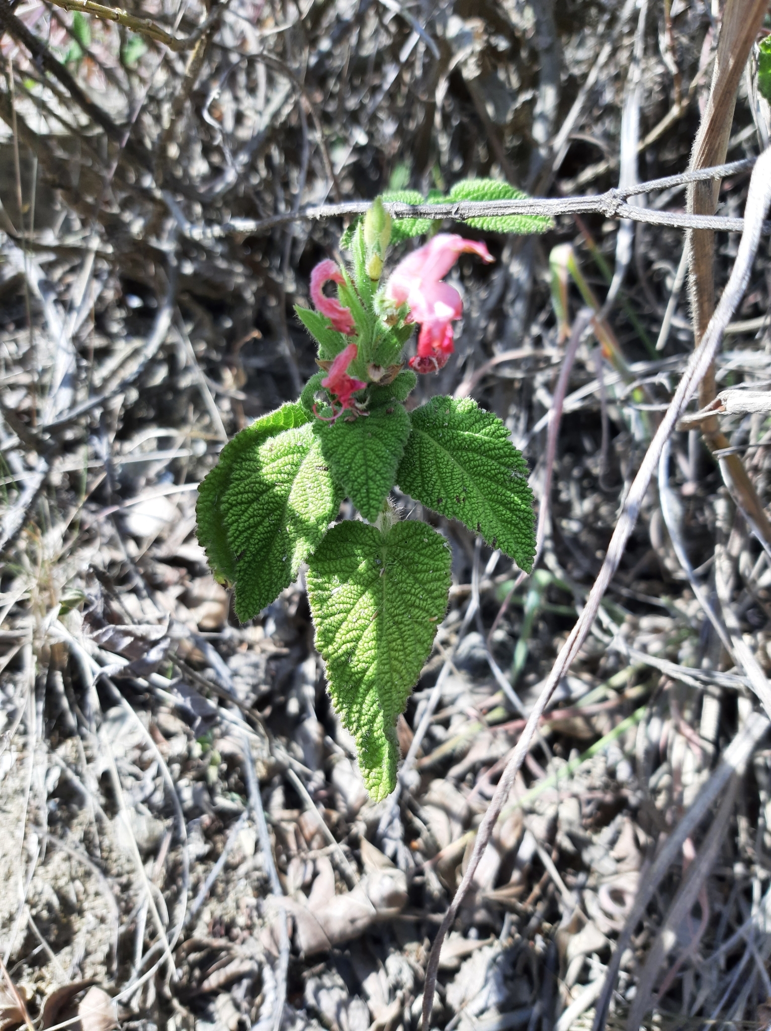 Salvia squalens image