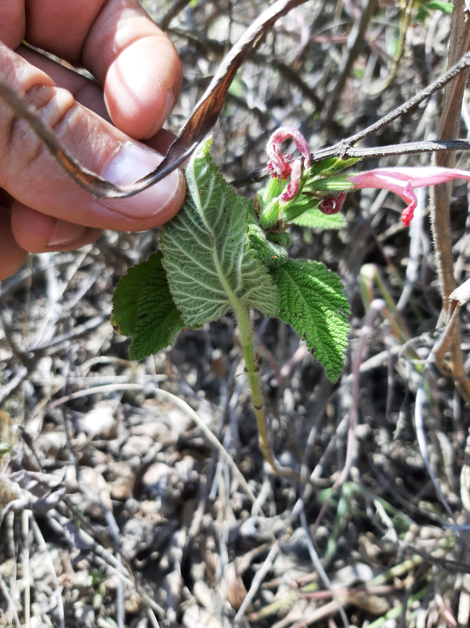 Salvia squalens image