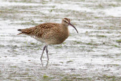 Numenius phaeopus phaeopus