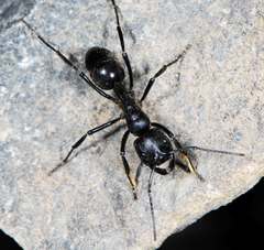 Streblognathus peetersi