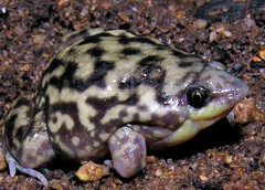 Hemisus marmoratus