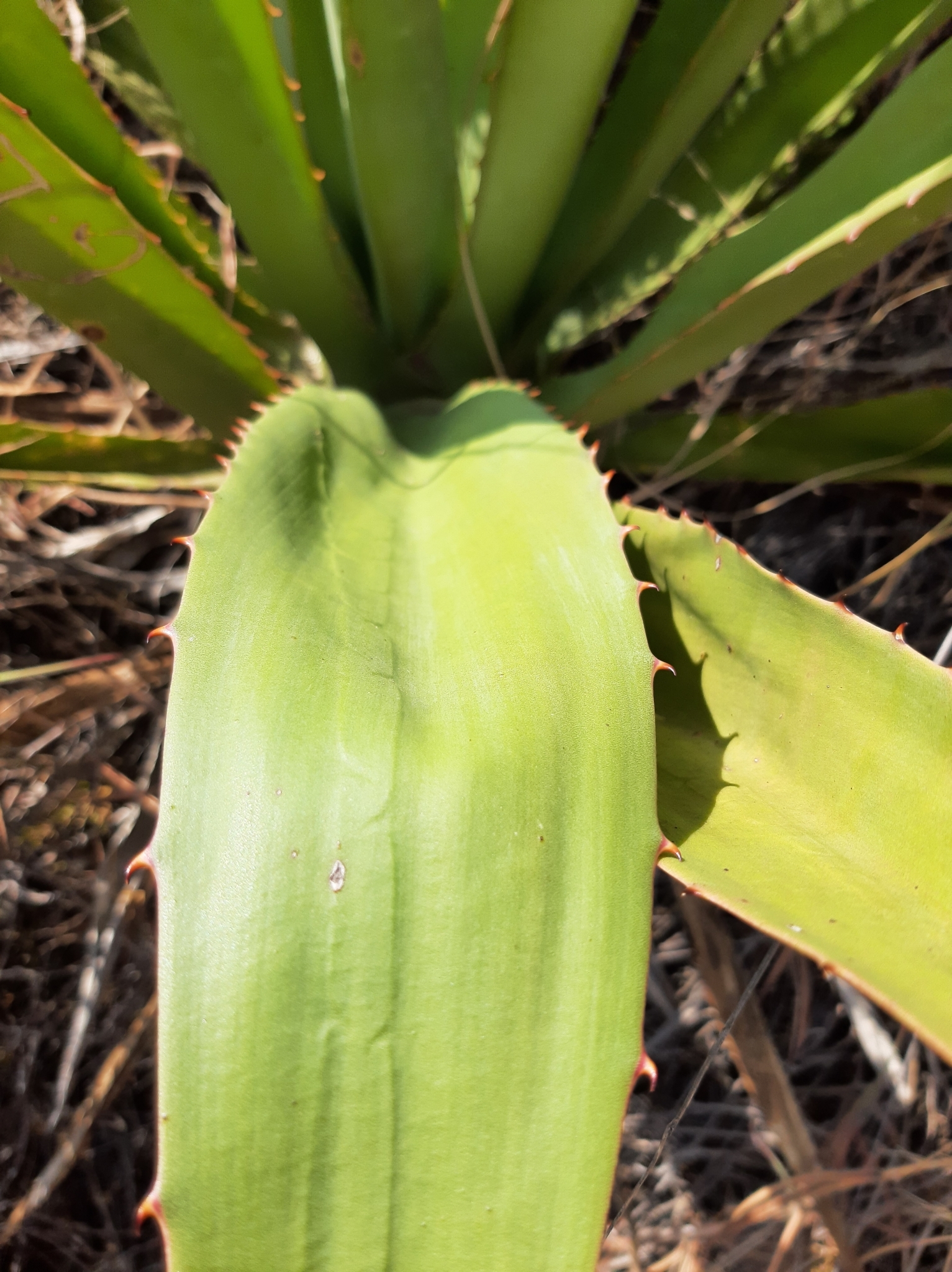 Asparagaceae image