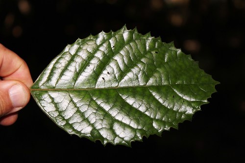 Curtisia (Curtisia dentata)
