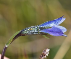 Campanula uniflora