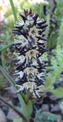Wurmbea spicata