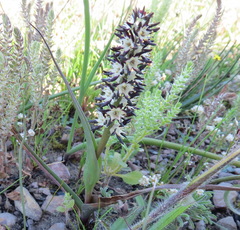 Wurmbea spicata