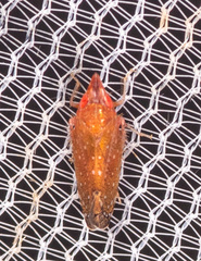 Scaphytopius rubellus