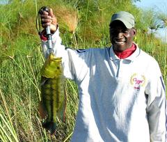 Serranochromis jallae