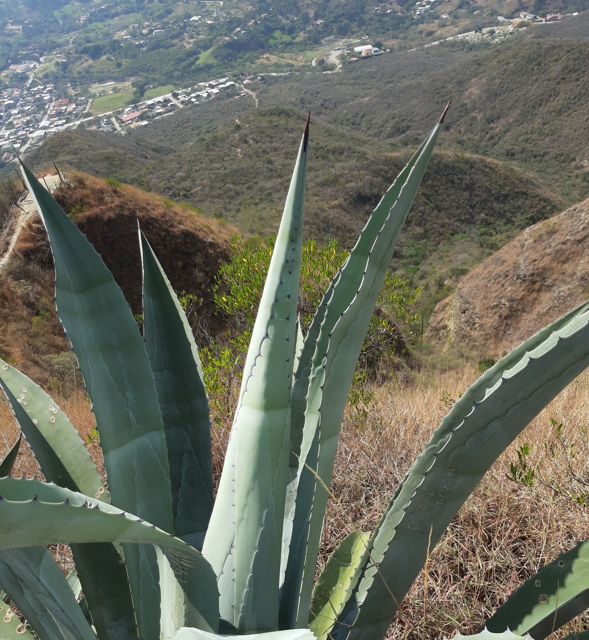 Agave image