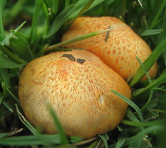 Agaricus trisulphuratus