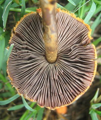 Agaricus trisulphuratus