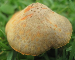 Agaricus trisulphuratus