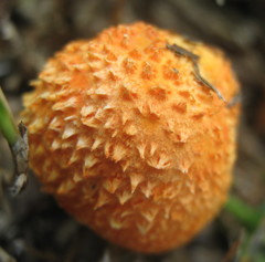 Agaricus trisulphuratus