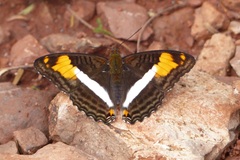Adelpha malea goyama