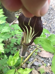 Arisaema