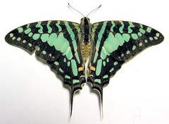 Graphium antheus