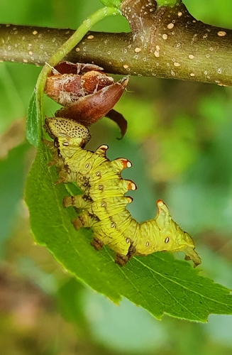 Iron Prominent, photo 2 of 10