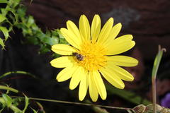 Cullumia setosa setosa