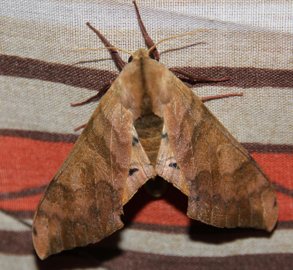 Pseudoclanis staudei