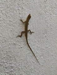 Anolis wellbornae