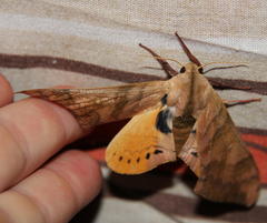 Pseudoclanis staudei