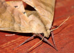 Pseudoclanis staudei