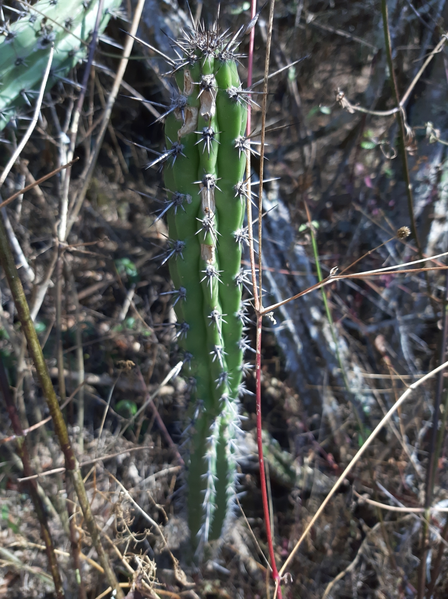 Praecereus euchlorus image