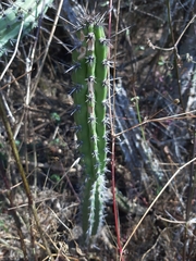Praecereus euchlorus