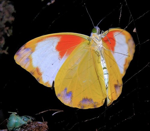 Large Vagrant