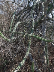 Praecereus euchlorus