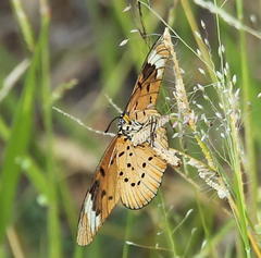 Acraea encedon encedon