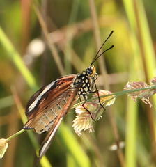 Acraea encedon encedon