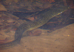 Australian Longfinned Eel photo 5
