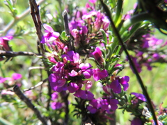 Muraltia macropetala