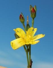 Linum thunbergii