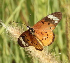 Acraea encedon encedon