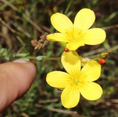 Linum thunbergii