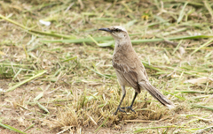 Mimus saturninus