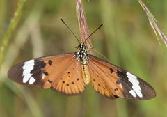 Acraea encedon encedon