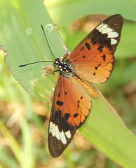 Acraea encedon encedon