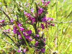 Muraltia macropetala