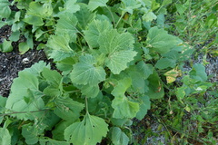 Xanthium strumarium canadense