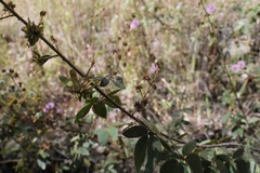 Mimosa albida strigosa