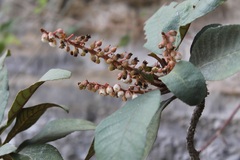 Clethra rosei