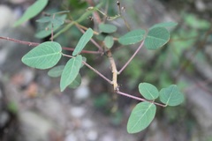 Desmodium uncinatum