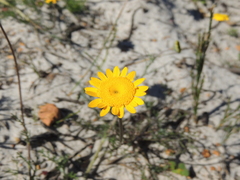 Cotula duckittiae